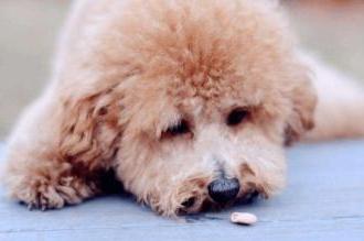 贵宾犬不喝水怎么办?这些办法你用的上