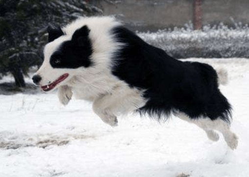 边境牧羊犬如何牧羊，天赋高也要勤加训练