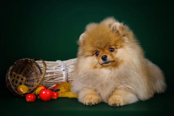 博美犬的喂养和日常护理,做好这几点