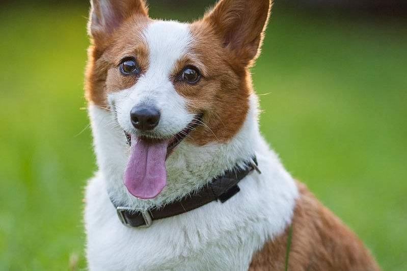 柯基犬适合家里养吗?别急着养先看完这些