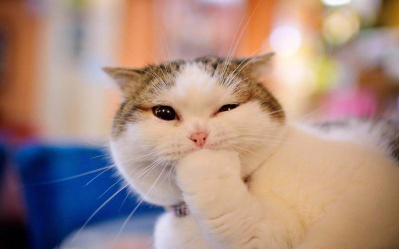 如何让猫咪喜欢你?爱一定是相互性的