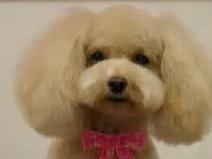 贵宾犬腿抽筋怎么办?有这么几个方面的原因