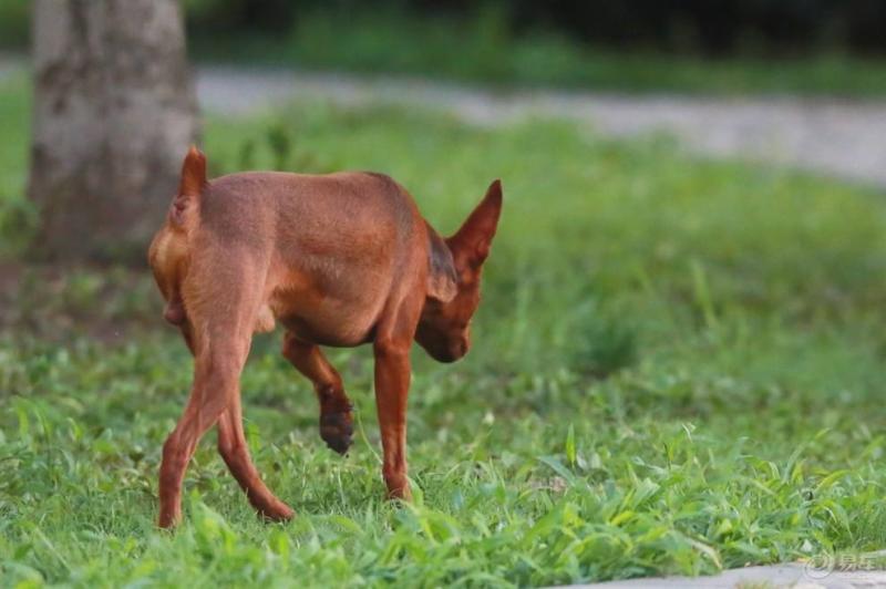 小鹿犬怎么样?给你一份详细的介绍