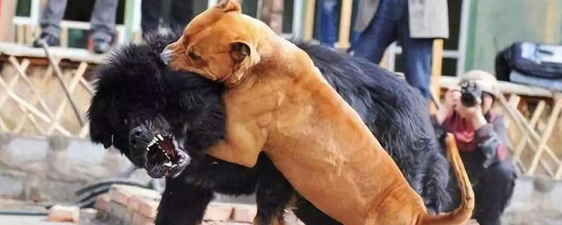 比特犬为什么见狗就咬?天生就是这种性格