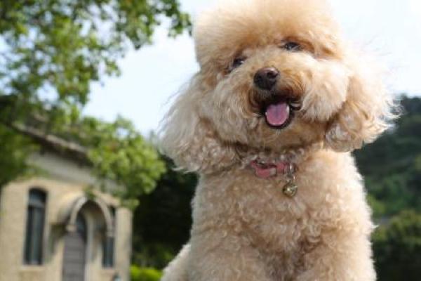 贵宾犬可以和人同睡吗？要注意这几个方面