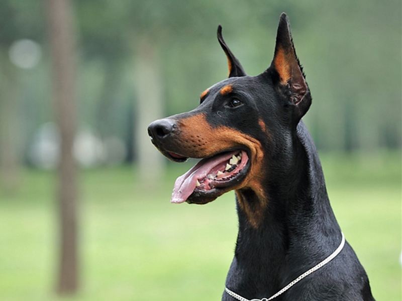 怎样训练杜宾犬,教你实用简单小技巧