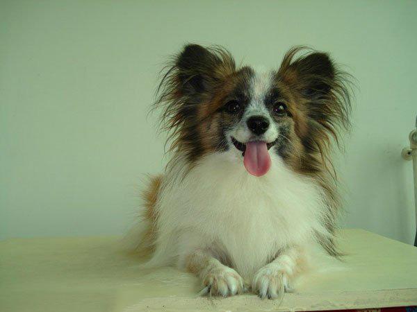 蝴蝶犬聪明吗?可能比二哈聪明点