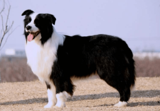 边境牧羊犬不能吃的东西，这些食物坚决禁止