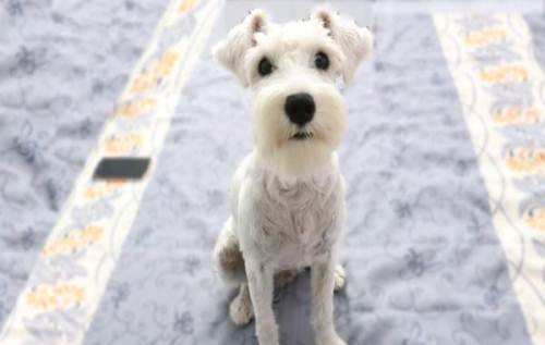 白色雪纳瑞多少钱一只?看清楚看明白再入手