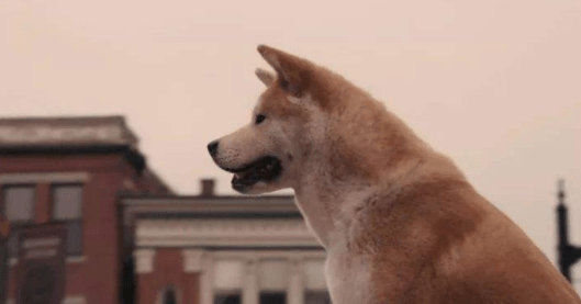 不能养秋田犬的理由,无法忍受这些毛病是主因