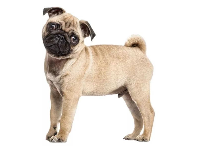 犬瘟怎么治疗？医院常用的是这几种