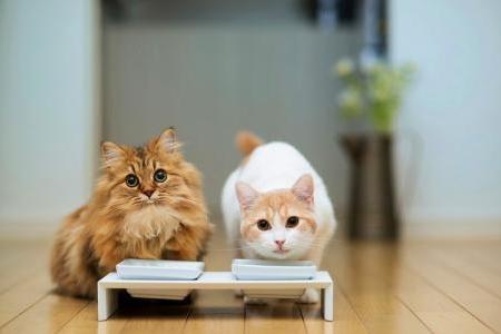 猫能吃鸡蛋吗?慎之慎之