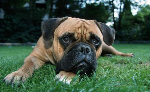 看家狗养什么最好?这几条你看看如何