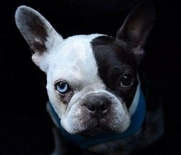 法国斗牛犬什么颜色好?你喜欢的都好