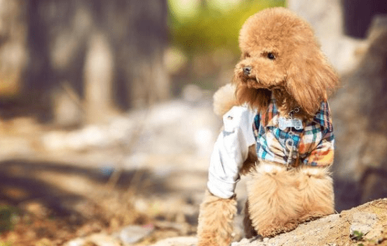 贵宾犬有哪几种颜色最好看?比较常见的是这几种