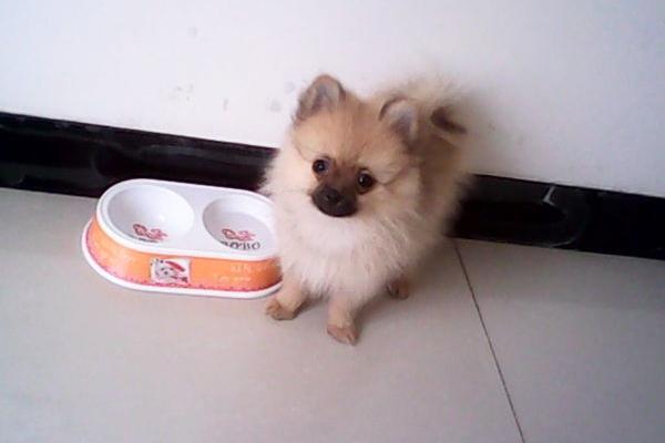 博美爱咬人怎么办?那就得好好训练管教一下