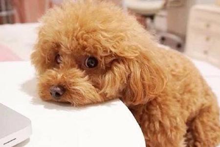 贵宾犬粘人怎么办?可以采取这些方法