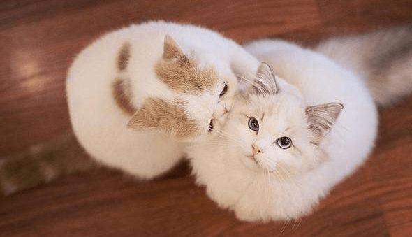 猫藓会自愈吗?特定的情况下需要时间