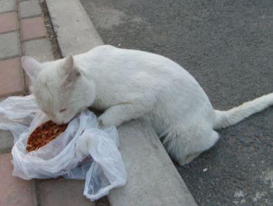 猫死了怎么处理？千万别乱扔