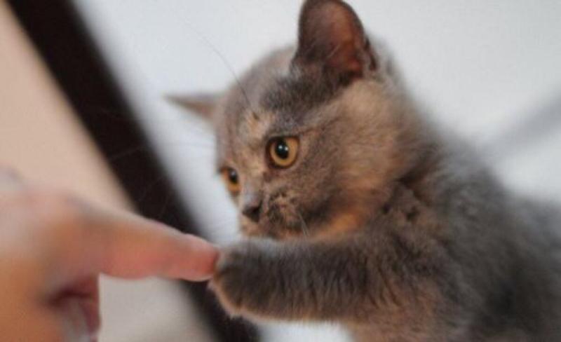 猫咪摇尾巴是什么意思?那是一个内心的风向标啊