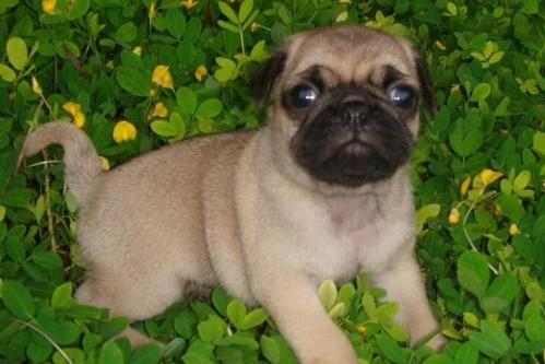 巴哥幼犬多少钱一只?价格都是大同小异的