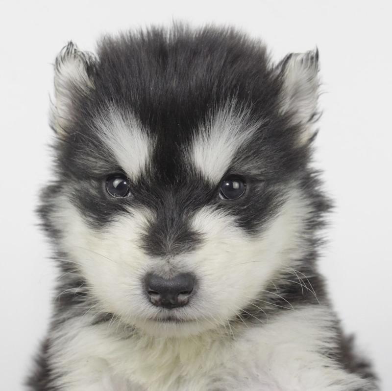 阿拉斯加纯种幼犬价格,不偏心客观的来对比下