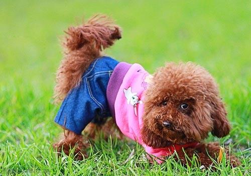 贵宾犬的训练方法,必备简单易学的方法