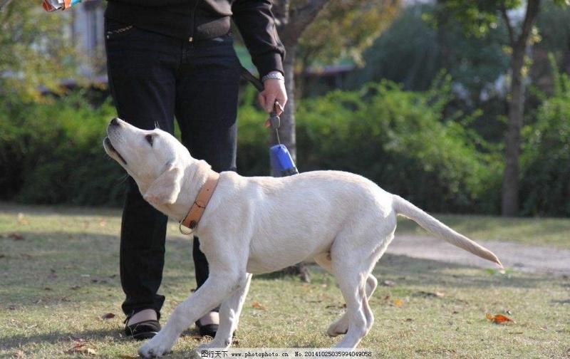 拉布拉多好不好？养过爱过就不后悔