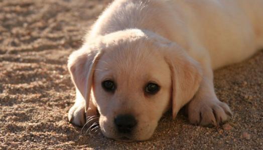 边牧和拉布拉多哪个好?来听听养宠达人怎么说