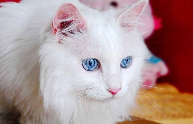 猫吃什么食物,除了鱼这些其实也都爱吃