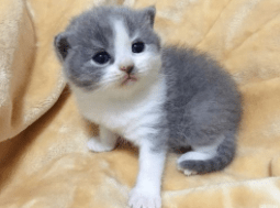 蓝白猫为什么比蓝猫贵?这几个原因占主导吧