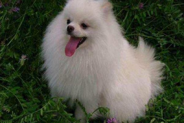 博美皮肤病要剃毛吗？一般的建议是这样的