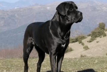 怎么训练卡斯罗犬?有奖有罚易搞定