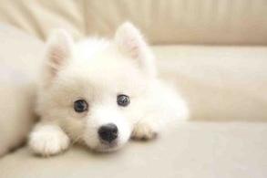 狗打喷嚏是怎么回事?先观察下找出具体原因