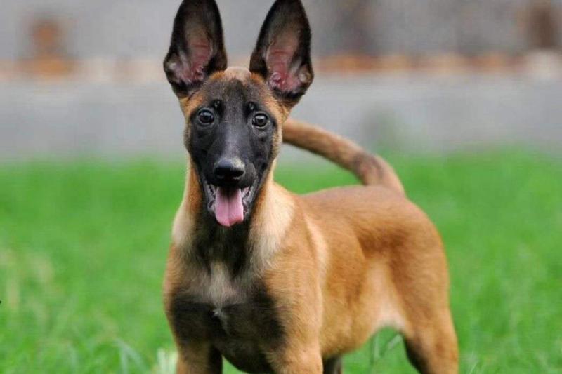 怎么训练马犬?注意好以下这几点就行了