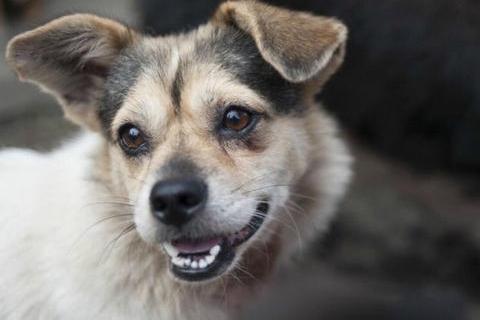 狗狗掉牙是怎么回事?得先搞清楚具体原因