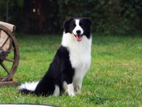 边境牧羊犬的训练方法,这些方法可以看看
