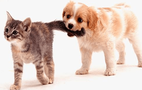 宠物可以出国旅游吗？出行攻略来看看