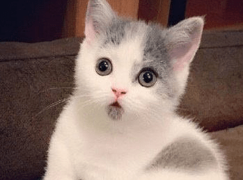 小猫咬人怎么办,猫奴宠主们如何解决