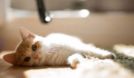 猫癣传染人什么症状，注意这几点