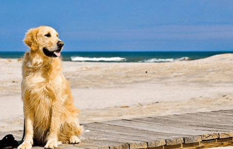 金毛掉毛厉害怎么办?小编给你来支招