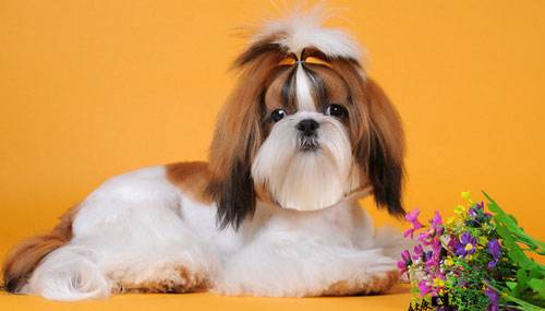 西施犬寿命？请珍惜你的爱宠