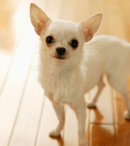 吉娃娃寿命多少年，正常情况下就是这么些年