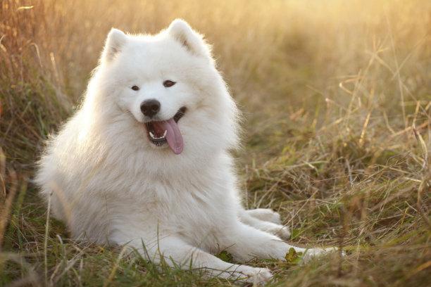 萨摩耶吃的多吗？主要看处于哪个阶段
