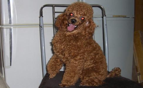 贵宾犬怎样训练?都是要耐心的