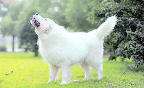 大白熊犬有什么缺点？除了个大还有这几点