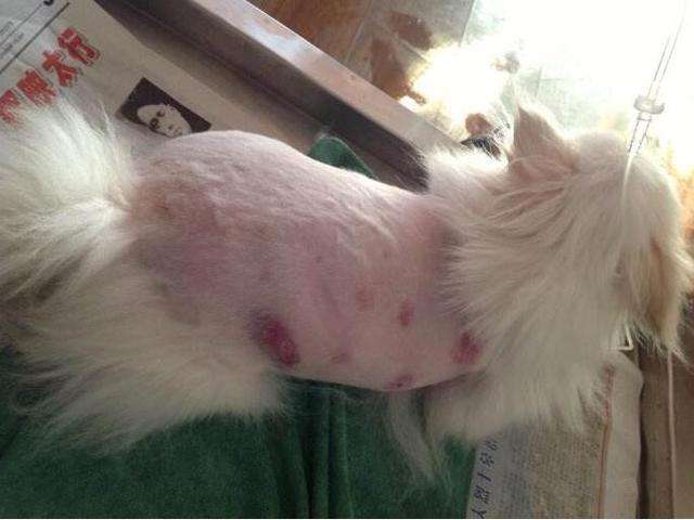 博美犬掉毛吗？跟平时养护也有关系