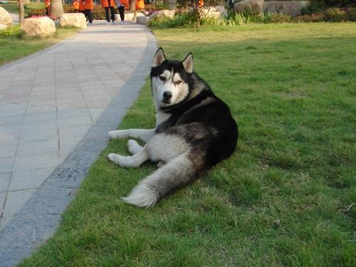 狗能吃海鲜吗?视狗子的情况来定