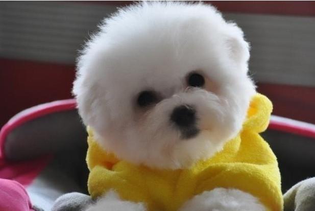 狗狗有泪痕是什么原因？正常的有这些原因