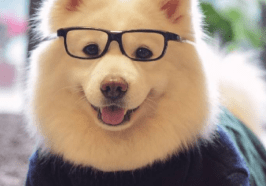 萨摩耶吃什么最好?健康的饮食应该是全面均衡